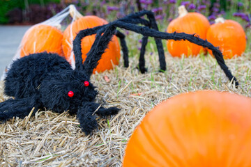 Plush spider sitting on hay with pumpkins in autumn scene