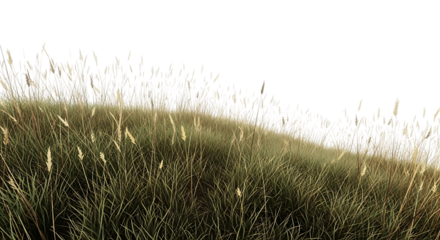 Patch of green and yellow grass isolated on transparent background