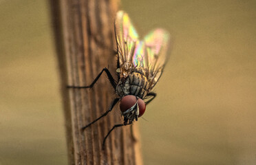 Fly