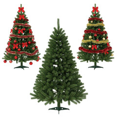 Three christmas trees, two decorated with red and gold ornaments and garlands, and one plain green, isolated on transparent background