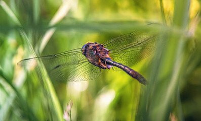 Dragonfly