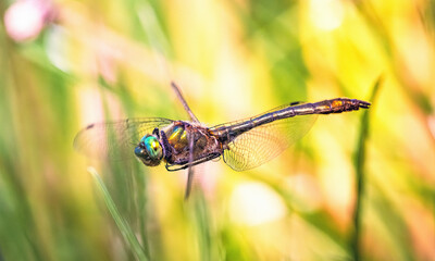 Dragonfly