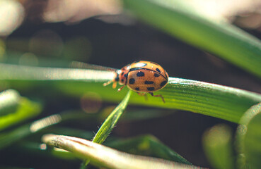 Ladybug