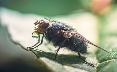 Fly