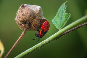 Insect