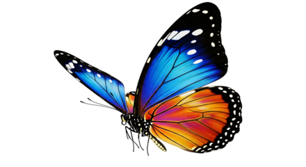Vibrant butterfly with blue and orange wings isolated on transparent background