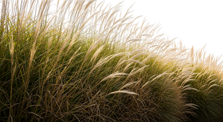Ornamental grass plant isolated on transparent background in warm light