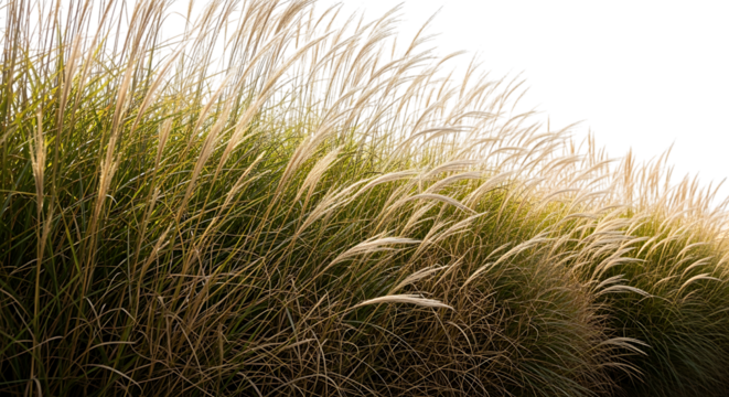 Ornamental grass plant isolated on transparent background in warm light