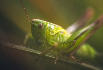 Grasshopper