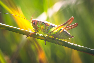 Grasshopper