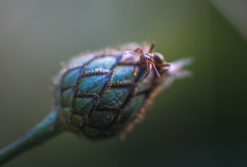 Insect