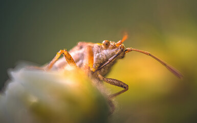 Insect