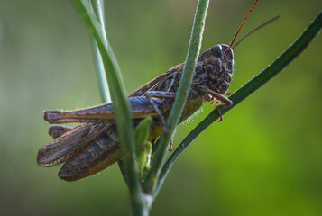 Grasshopper