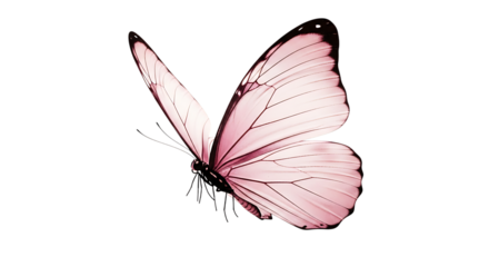 Elegant pink butterfly with delicate wings isolated on transparent background