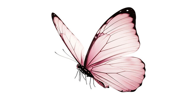 Elegant pink butterfly with delicate wings isolated on transparent background