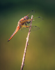 Dragonfly