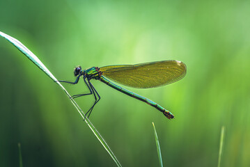Dragonfly