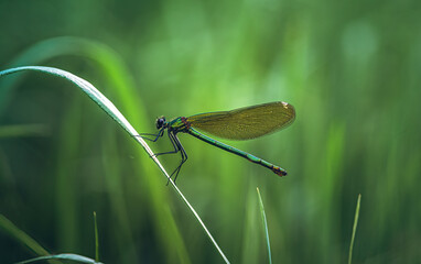 Dragonfly