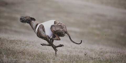 Brindle greyhound sprinting on lure coursing field wearing white vest. Concept of motion accuracy, muscle coordination, animal sport, and outdoor athletic photography.