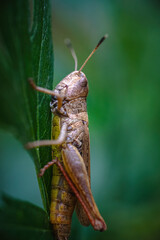 Grasshopper