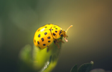 Ladybug