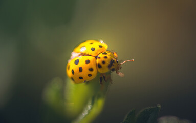 Ladybug