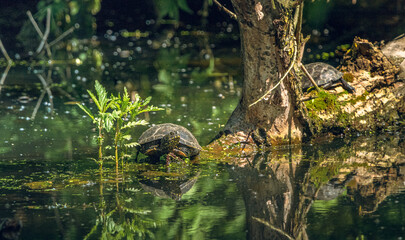 Turtle