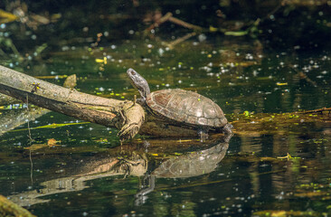 Obraz premium Turtle