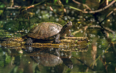 Obraz premium Turtle