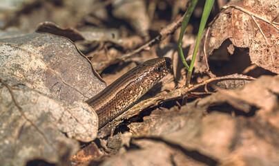 Snake