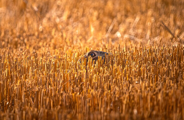 hedgehog