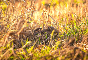 Fototapeta premium hedgehog