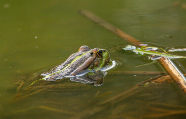 Frog