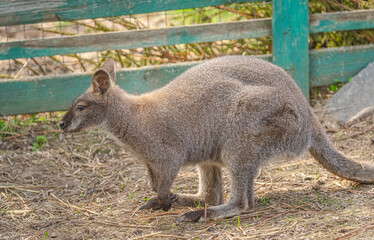 Obraz premium Kangaroo