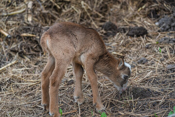 Fototapeta premium Roe
