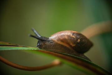 Snail