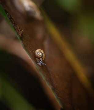 Snail