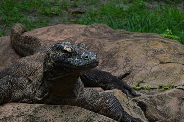Komodo Dragon