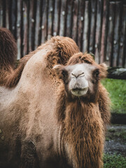 Obraz premium 台北市立動物園