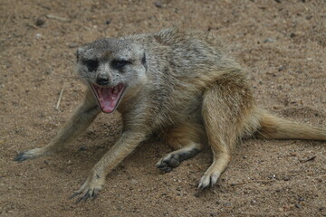 Fototapeta premium Meerkat yawning