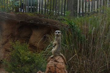 Meerkat on alert