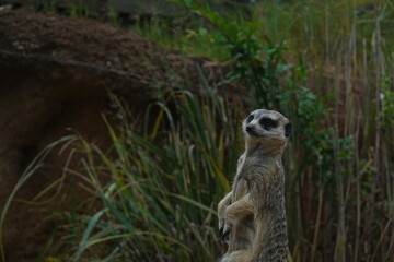 Fototapeta premium Meerkat
