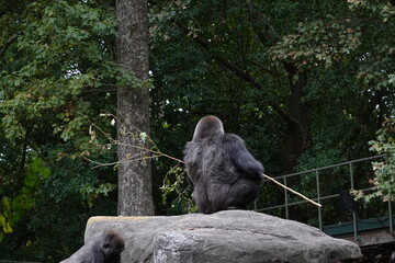 Gorilla