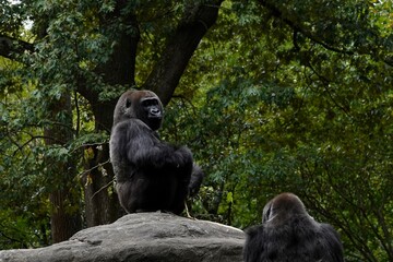 Gorilla  © Anna Masten