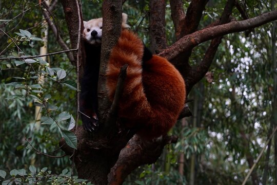 Red panda in tree