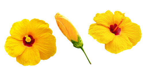 A vibrant yellow hibiscus flower standing upright with cupped petals, gently tilted to reveal its stamen on transparent.