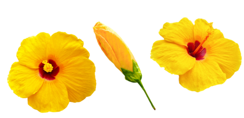 A vibrant yellow hibiscus flower standing upright with cupped petals, gently tilted to reveal its stamen on transparent.
