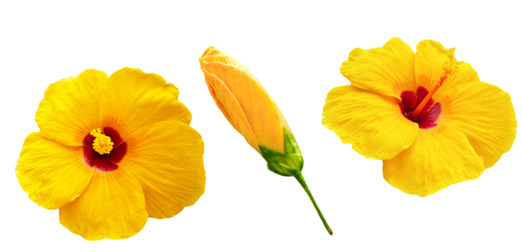 A vibrant yellow hibiscus flower standing upright with cupped petals, gently tilted to reveal its stamen on transparent. - Powered by Adobe