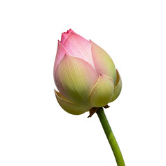 lotus isolated on white background