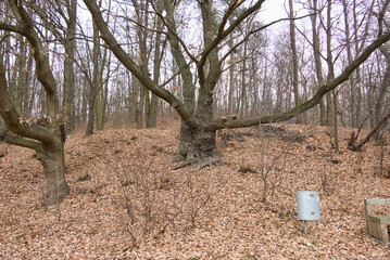 Cybina Valley, a protected area with lush vegetation and hills, the view in autumn is covered with...